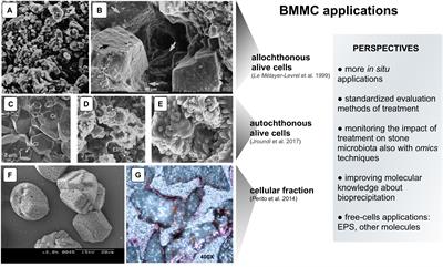 Bacterial Calcium Carbonate Mineralization in situ Strategies for Conservation of Stone Artworks: From Cell Components to Microbial Community